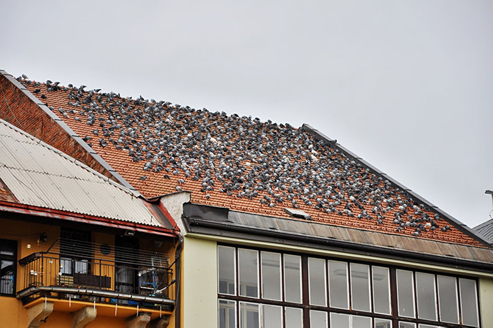 A2B Pest Control are able to install spikes to deter birds from roofs in Darlington. 
