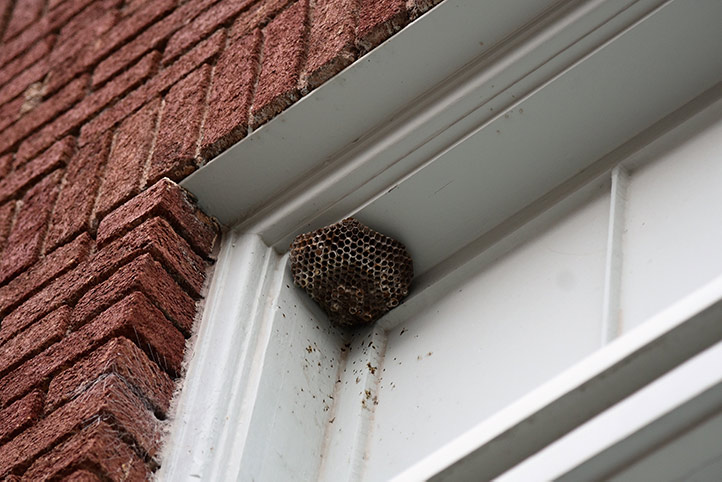 We provide a wasp nest removal service for domestic and commercial properties in Darlington.